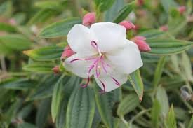 Tibouchina blanc